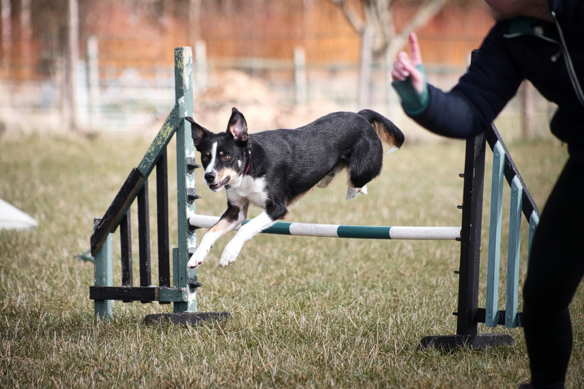 16.11.2025 Jeseník se dočká psího hřiště, pohádkové stezky a hudebního hřiště